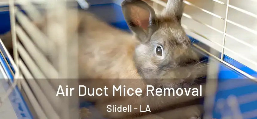  Air Duct Mice Removal Slidell - LA